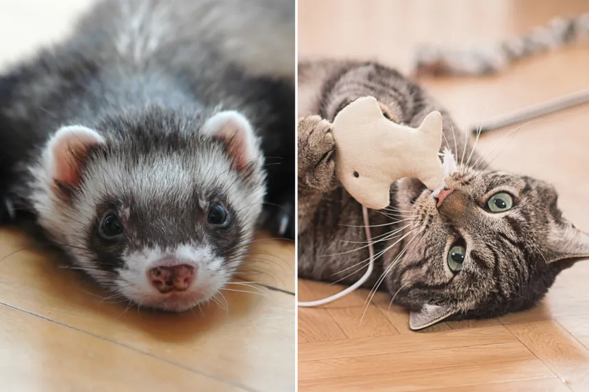 Coco The Ferret & Molly The Cat